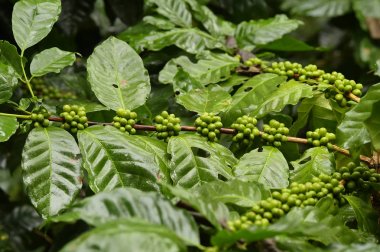 Köküne yeşil kahve..