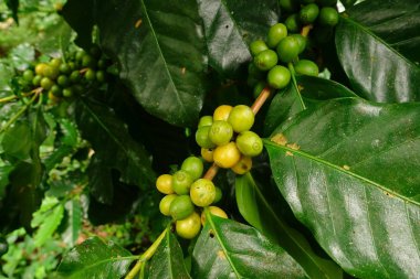 Köküne yeşil kahve.