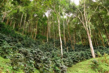 Ağaçta olgunlaşan kahve çekirdekleri