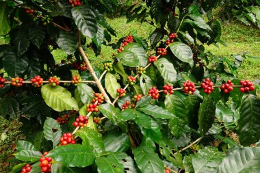 Ağaçta olgunlaşan kahve çekirdekleri