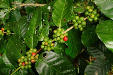 Ağaçta olgunlaşan kahve çekirdekleri