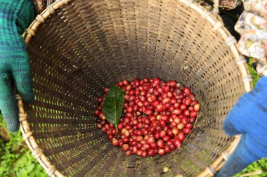 Sepette taze kahve çekirdeği.