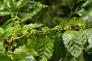 Köküne yeşil kahve..