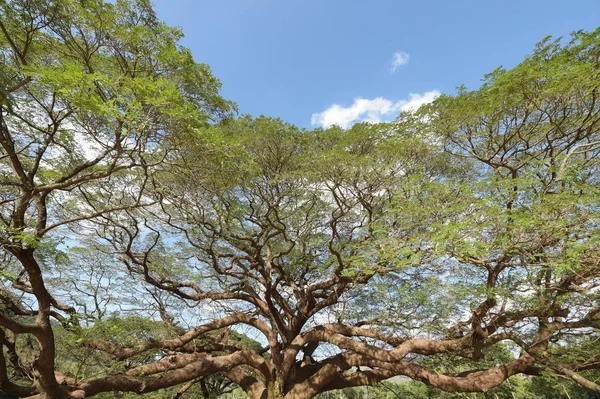 Mavi Gökyüzünün Altında Büyük Ağaç Manzara — Stok fotoğraf
