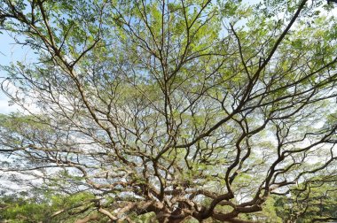 Mavi gökyüzünün altında büyük ağaç manzara