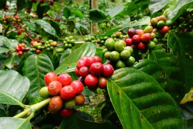 Ağaçta olgunlaşan kahve çekirdekleri.