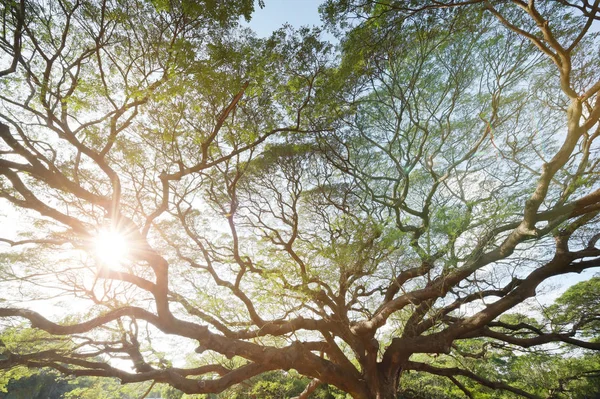 Paisaje Del Gran Árbol Bajo Cielo Azul —  Fotos de Stock