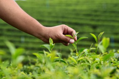 Çay çay tarlaları, Tayland çiftliğinde hasat için el yakın çekim