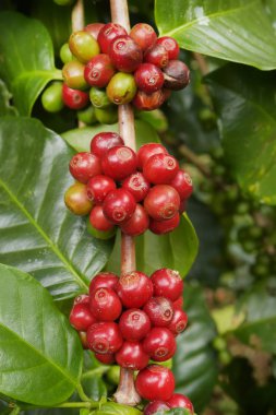 Ağaçta olgunlaşan kahve çekirdekleri.
