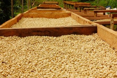 Kahve çekirdekleri kahvenin kavurma önce kurutma için komisyon güneşin altında kurutulmuş