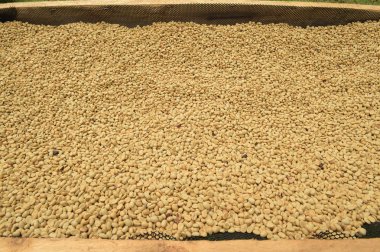 Kahve çekirdekleri kahvenin kavurma önce kurutma için komisyon güneşin altında kurutulmuş