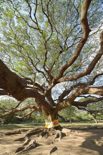 Paisaje Del Gran Árbol Bajo Cielo Azul — Foto de Stock