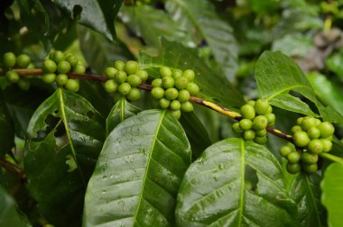 Köküne yeşil kahve..