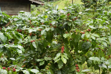 Ağaçta olgunlaşan kahve çekirdekleri.
