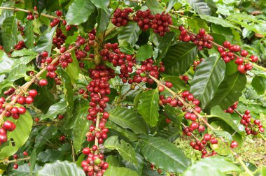 Ağaçta olgunlaşan kahve çekirdekleri.