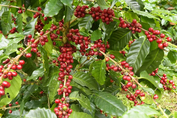 Ağaçta olgunlaşan kahve çekirdekleri.