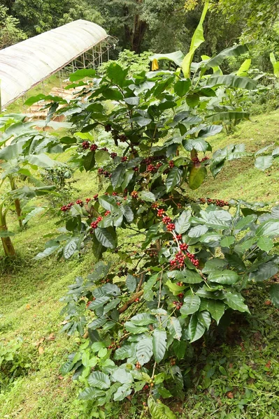 Ağaçta Olgunlaşan Kahve Çekirdekleri — Stok fotoğraf