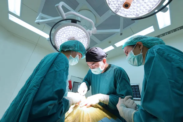 Group Veterinarian Surgery Operation Room — Stock Photo, Image