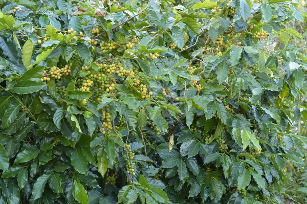 Green coffee beans on stem.