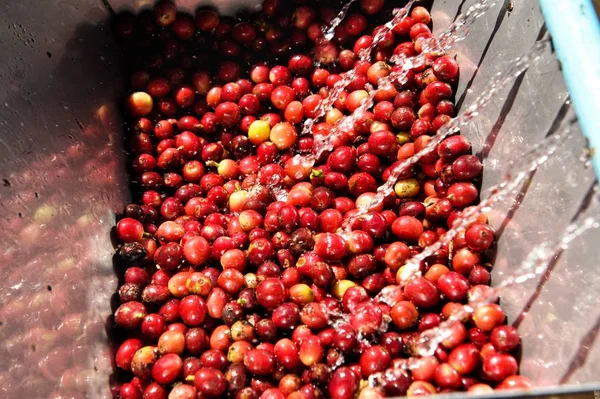 Koffiebonen Gefermenteerd Gewassen Bij Natte Verwerking — Stockfoto