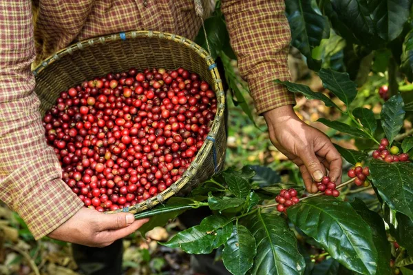 Verse Koffieboon Mand — Stockfoto