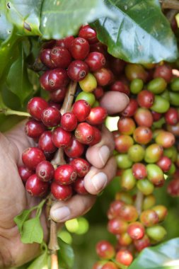 Ağaçta olgunlaşan kahve çekirdekleri.