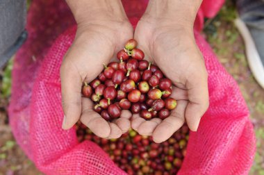  Kırmızı meyveler kahve fasulye tarımcı yandan yakın çekim