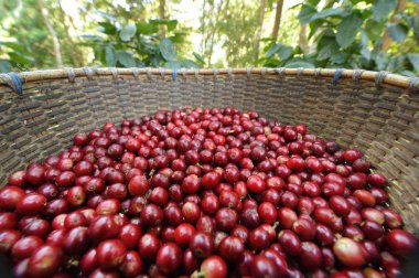 Sepette taze kahve çekirdeği.