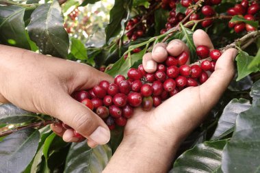  Kırmızı meyveler kahve fasulye tarımcı yandan yakın çekim