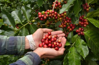 Ağaçta olgunlaşan kahve çekirdekleri.