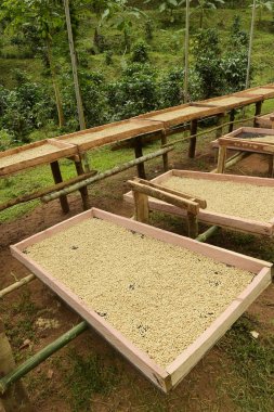 Kahve çekirdekleri kahvenin kavurma önce kurutma için komisyon güneşin altında kurutulmuş
