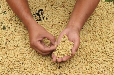 Yeşil kahve çekirdekleri el