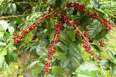 Ağaçta olgunlaşan kahve çekirdekleri.