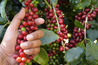 Ağaçta olgunlaşan kahve çekirdekleri.