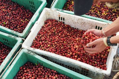 Sepette taze kahve çekirdeği.