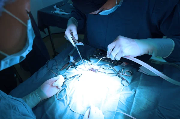 Weterynarz Chirurgia Pokoju Operacji Zabrać Sztuki Oświetlenie Niebieski Filtr — Zdjęcie stockowe