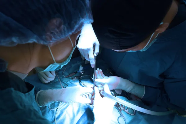 Δύο Από Κτηνίατρο Χειρουργική Επέμβαση Στο Χειρουργείο Τέχνη Φωτισμού Και — Φωτογραφία Αρχείου