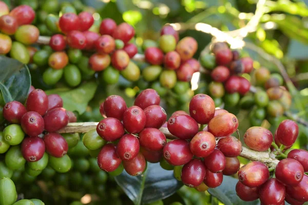 Granos Café Madurando Árbol —  Fotos de Stock