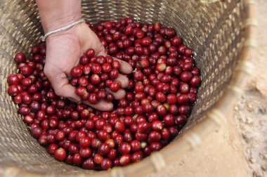 Sepette taze kahve çekirdeği.