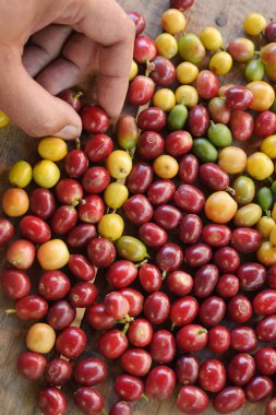  arka plan için taze kahve çekirdekleri