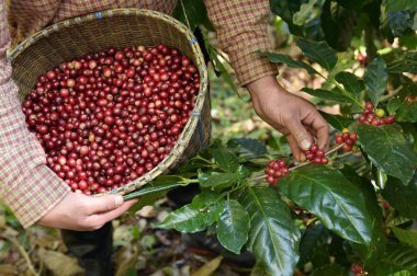 Sepette taze kahve çekirdeği.
