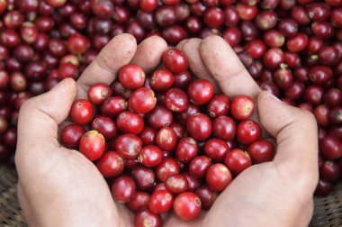  Kırmızı meyveler kahve fasulye tarımcı yandan yakın çekim