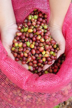  Kırmızı meyveler kahve fasulye tarımcı yandan yakın çekim