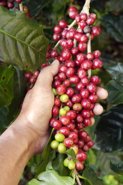  Kırmızı meyveler kahve fasulye tarımcı yandan yakın çekim