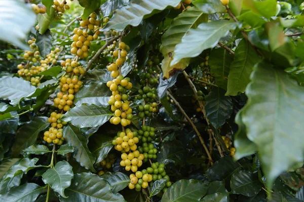 Granos Café Madurando Árbol —  Fotos de Stock