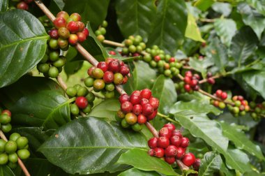 Ağaçta olgunlaşan kahve çekirdekleri.