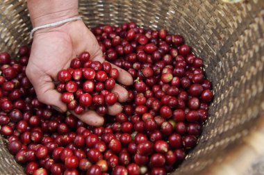  Kırmızı meyveler kahve fasulye tarımcı yandan yakın çekim