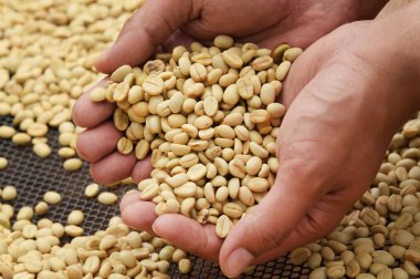 Yeşil kahve çekirdekleri el