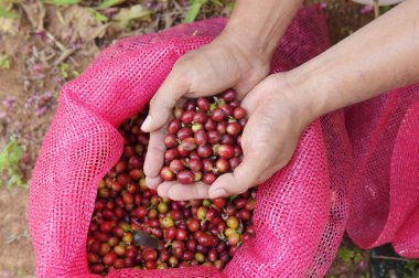  Kırmızı meyveler kahve fasulye tarımcı yandan yakın çekim