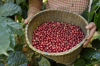 Sepette taze kahve çekirdeği.